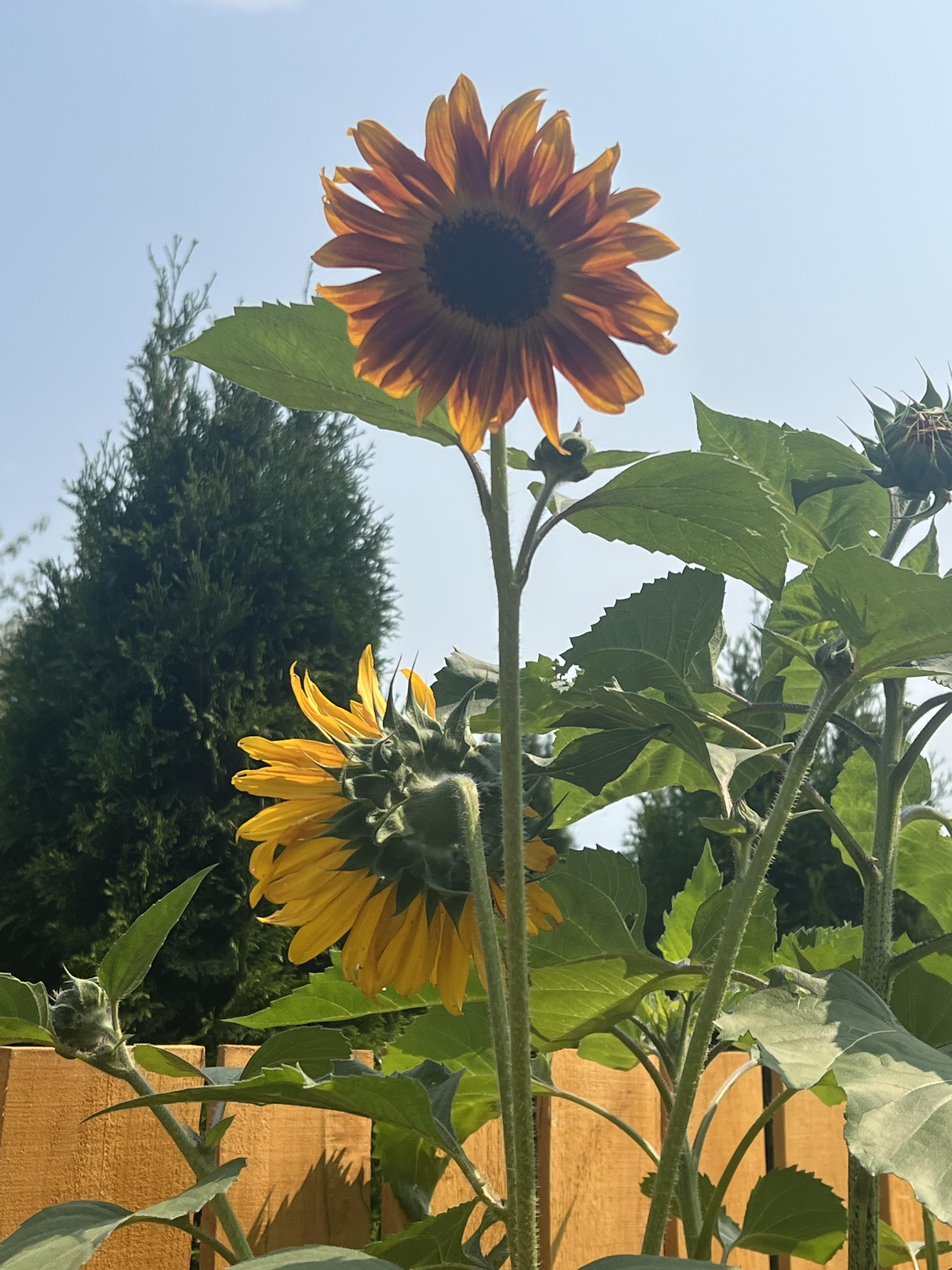 Sunflowers